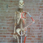 "Joe" Petaluma Pilates with Anne Skeleton Mascot