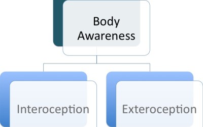 Teaching the Subtleties of Body Awareness & the Brain